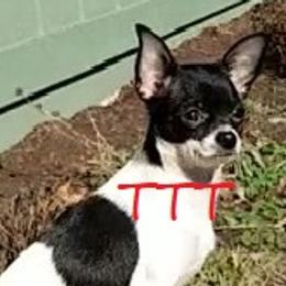 Libby - Chihuahua