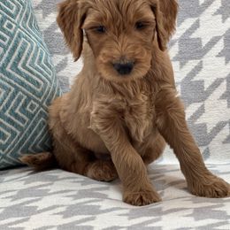 Bernedoodle and Goldendoodle Puppies from Ruby's Doodles
