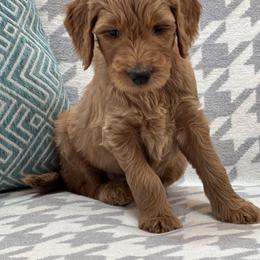 Bernedoodle and Goldendoodle Puppies from Ruby's Doodles