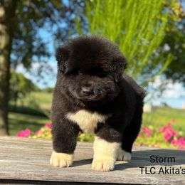 Storm - Black, brown undercoat male Akita puppy in Chillicothe, Missouri from TLC Akitas