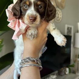 Noelle- 4500 - Piebald female Dachshund puppy in Summerfield, Florida from Dachshundly Perfect