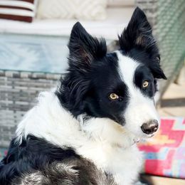 Border Collies from C Bar Ranch