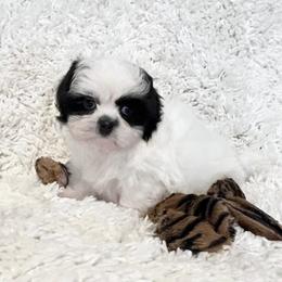 AKC Loki - Black and white male Shih Tzu puppy in Greenville, South Carolina from Babyface Shih Tzu