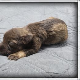 Clover, Imported Champion Lines - Liver female Miniature Schnauzer puppy in Saratoga Springs, Utah from Happy Beard Schnauzers