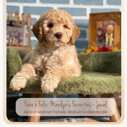 Jewel - Cream female Goldendoodle puppy in Waterford, Michigan from Oh My Doodness!
