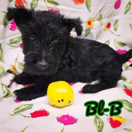 Green collar -BL-B - Black male Scottish Terrier puppy in Roslyn, South Dakota from Viceroy's Kennel LLC