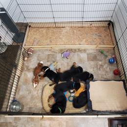 Rottweiler Puppies from Vom Corvinus Haus Rottweilers