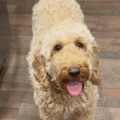 Rojo  - Australian Cobberdog