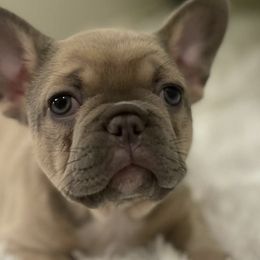 French Bulldogs from Del Jefe Frenchies