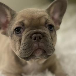 French Bulldogs from Del Jefe Frenchies