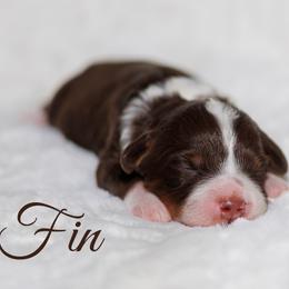 Fin - Brown and white male Bernedoodle puppy in Gilbert, Arizona from Safe Havynn Doodles