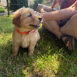 Orange Collar - Golden male Golden Retriever puppy in Tulsa, Oklahoma from Triple J Goldens, LLC