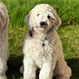 Cotons de Tulear and Sheepadoodles from Majestic Creek Puppies
