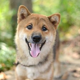 Fireball - Shiba Inu