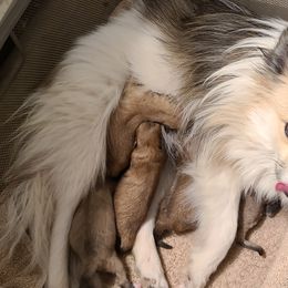 Pomeranians and Siberian Huskies from Duran's Huskies and Pomeranians