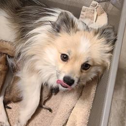 Pomeranians and Siberian Huskies from Duran's Huskies and Pomeranians
