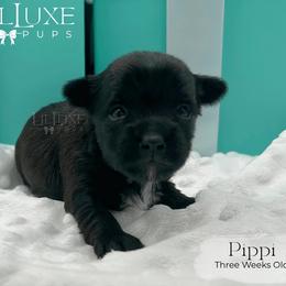 Pippi - Black and tan female Yorkshire Terrier puppy in Scottsdale, Arizona from Lil Luxe Pups