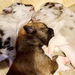 Pomeranian and Pomsky All Grown Up from Alpha Poms & Pomskies