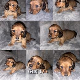 Dachshund Puppies from Bendita Kennels