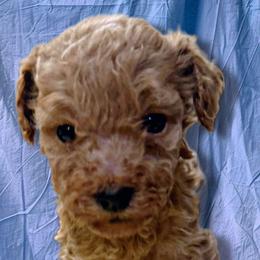 Girl 3 - Apricot female Schnoodle puppy in Rancho Cordova, California from Snickerdoodle Doodles