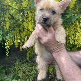 Girl 1 - Red Norwich Terrier puppy in Hampton, New Hampshire from Redhead Norwich