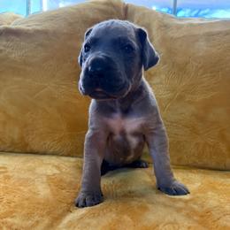 Beefcake - Blue male Great Dane puppy in Jerusalem, Arkansas from Mara Danes