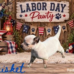 Brisket - Red speckled male Australian Cattle Dog puppy in Oronogo, Missouri from Dutton's Show Me Farms