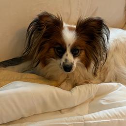Jangles - Papillon