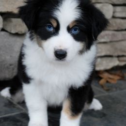 Miniature Australian Shepherd Puppies from Aussie Amor