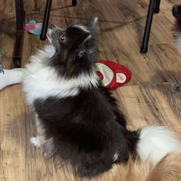 Phoebe - Pomeranian