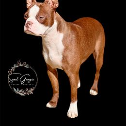 Bella - Boston Terrier
