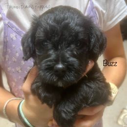 Buzz Lightyear - Black male Schnoodle puppy in Sedalia, Missouri from Farmer Brown's Puppies