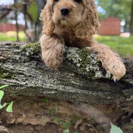 American Corgi, Basset Hound, and Cocker Spaniel Puppies from Oak Hollow Farms