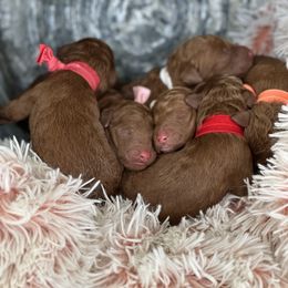 Cinnamon - Red  Poodle puppy in Dayton, Texas from Wolfe Island Poodles