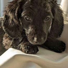 Dachshund Puppies from Valhallah Farms