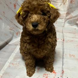 Poodle Puppies from Firebird Toy Poodles