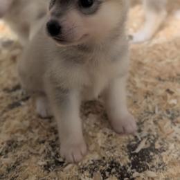 Sassy - Gray and white female Siberian Husky puppy in Amery, Wisconsin from Liberty Siberians