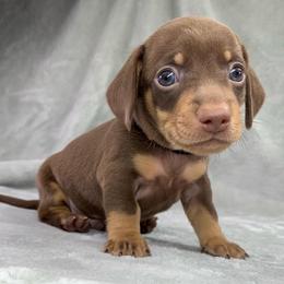 Male 3 - Chocolate and tan male Dachshund puppy in Birmingham, Alabama from LongBottomDachshunds