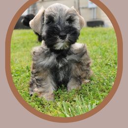 Miniature Schnauzer Puppies from Parti-Tyme Miniature Schnauzers