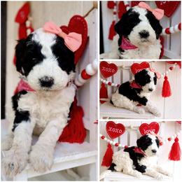 California parti black n white - Black female Whoodle puppy in Smallett, Missouri from Leshas Whoodles