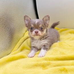 Khloe - Chocolate blue female Chihuahua puppy in Williamsburg, Virginia from PAWSitive Cheeky Chihuahuas