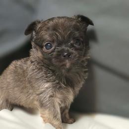 Bryn - Chocolate brindled fawn male Chihuahua puppy in Royal Center, Indiana from Marvelous Chihuahuas
