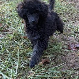 Poodle puppies from Stormborn