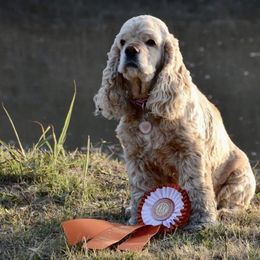Cocker Spaniels from Gail Workman's Cocker Spaniels