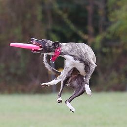 Anastasia - Whippet