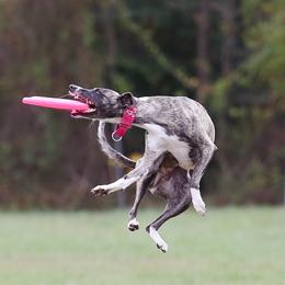 Anastasia - Whippet