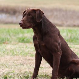 Ranger - Labrador Retriever