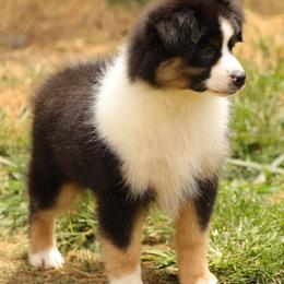 Miniature American Shepherd and Miniature Australian Shepherd Puppies from Taylor Made Aussies  & Taylor Made Miniature American Shepherd