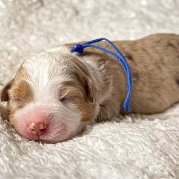Lennon - Red tri-color female Miniature American Shepherd puppy in Tupalo, Mississippi from Butterfield Trail Farm
