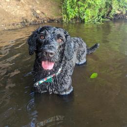 Portuguese Water Dog Puppies from Charly's Angels Portuguese Water Dogs